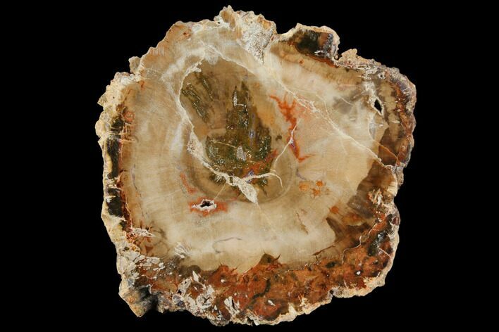 Petrified Wood (Araucaria) Slab - Madagascar #118790